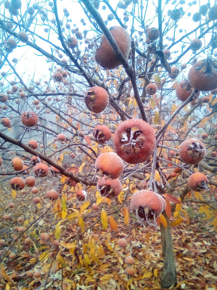 Naspolya