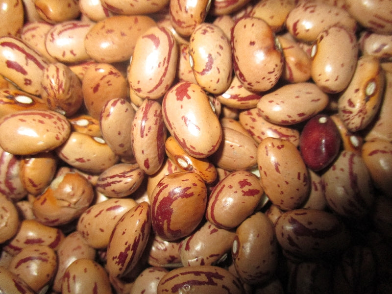Bio Tarkabab