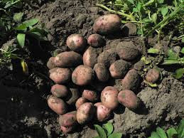 Burgonya-1 kg