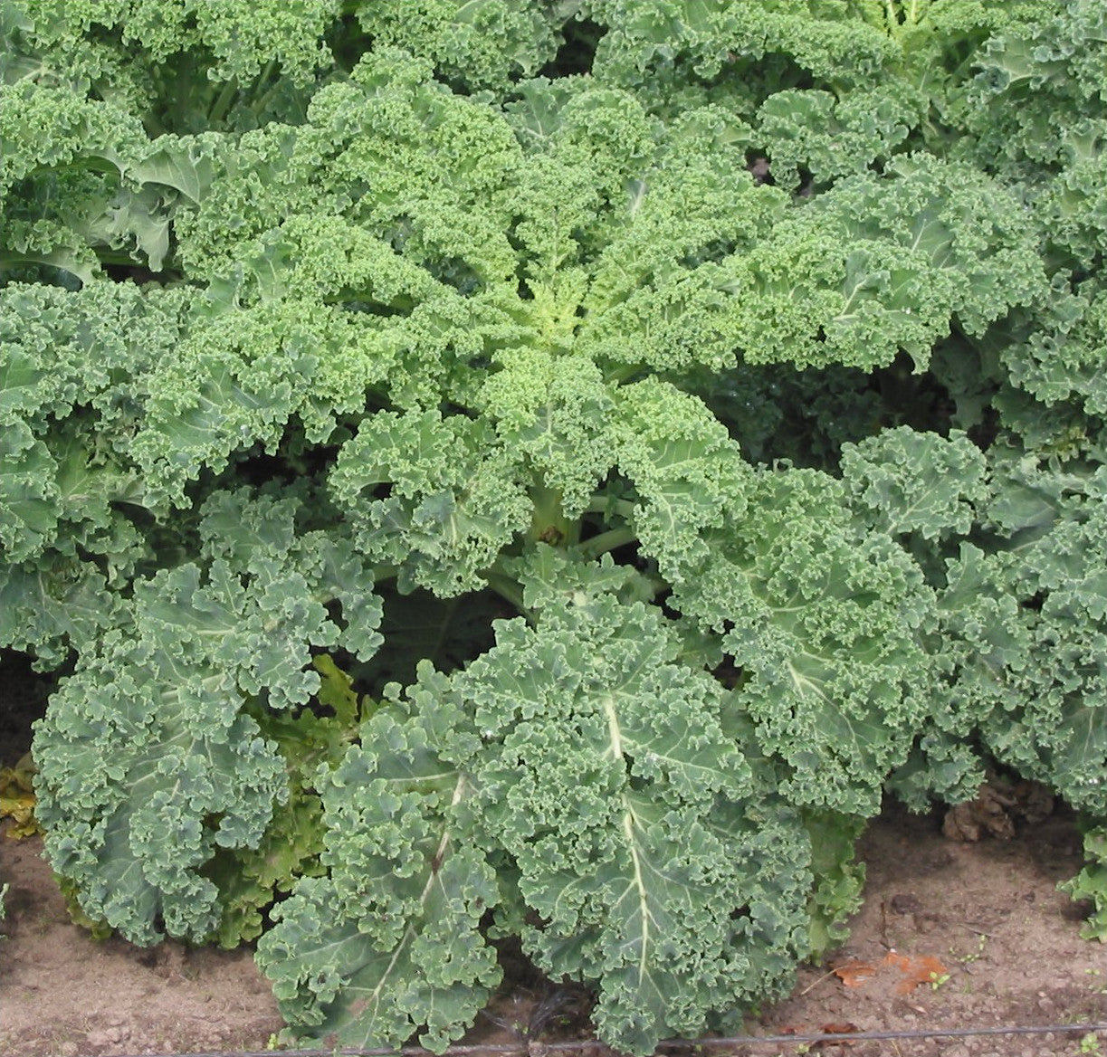 Bio Leveles kel -100g