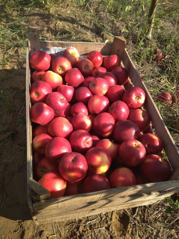 Alma -Pinova -1 kg