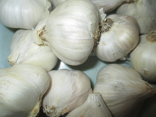 Bio Fokhagyma