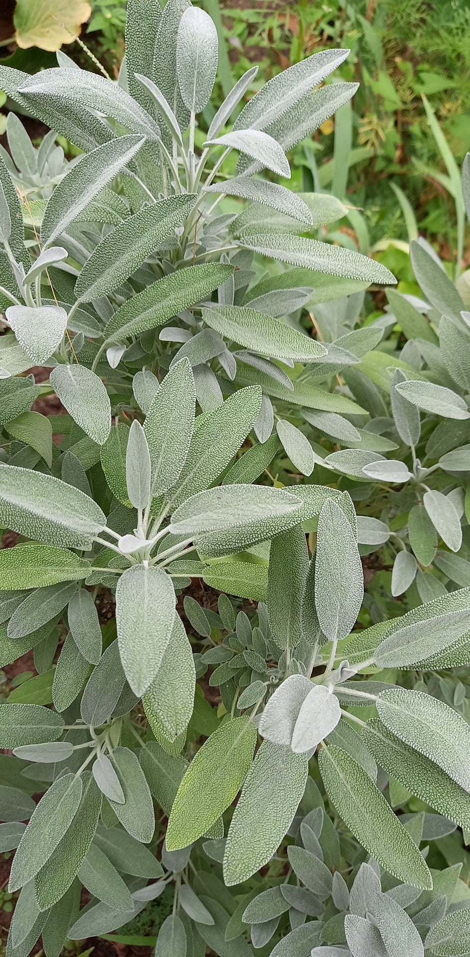 Orvosi zsálya -20g