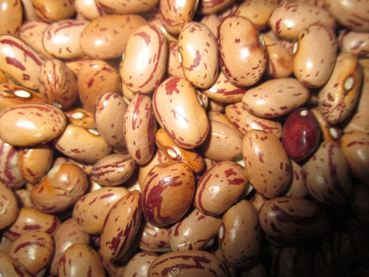Bio Tarkabab
