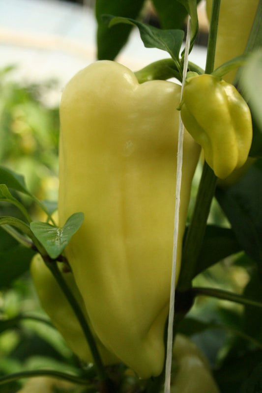 Bio TV paprika
